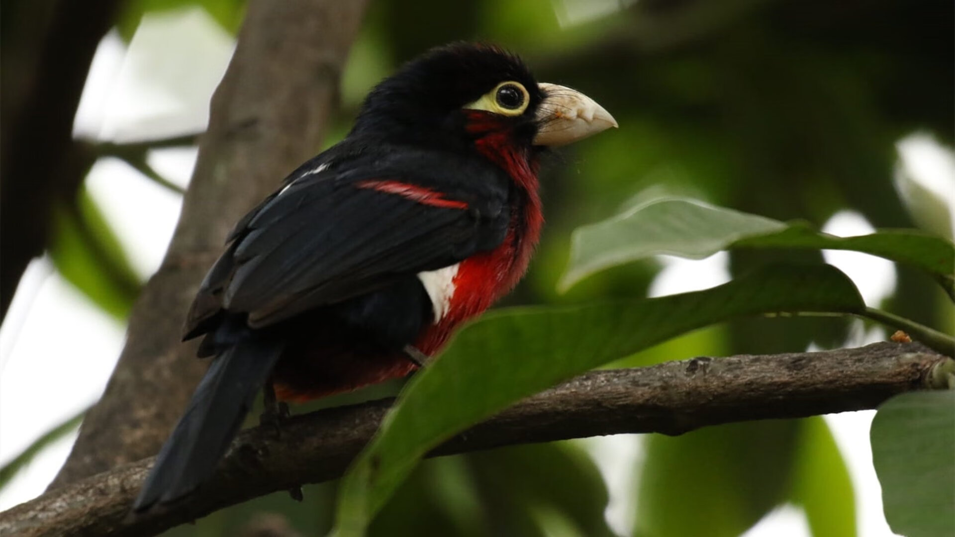 《使命召唤》新地图上线:地形熟悉与点位掌握,使命召唤各种地图