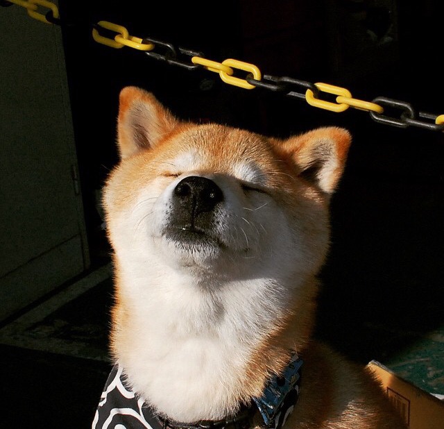 巴西马术协会与国际马术联合会合作，举办国际马术交流活动，促进技术交流。