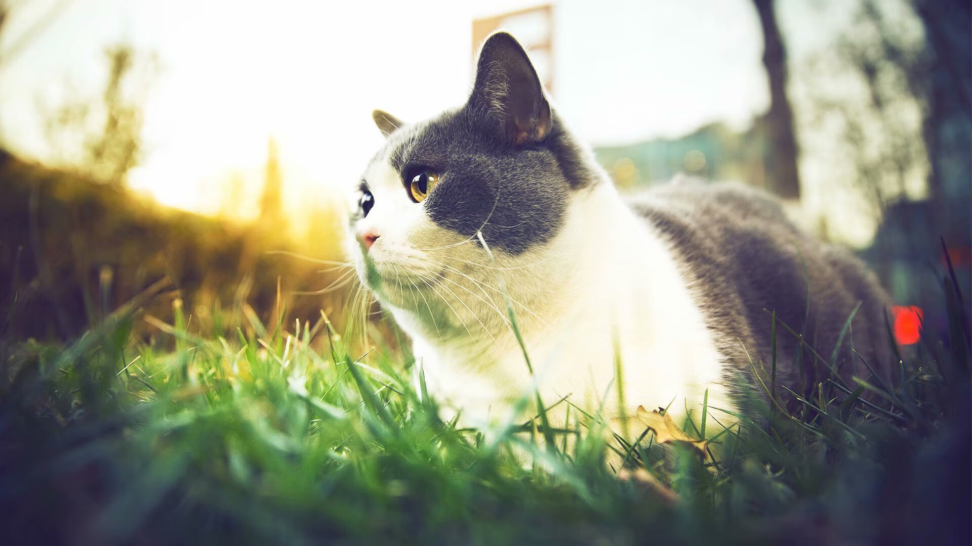 智能硬件助力:让比赛更公平、更高效、更炫酷,智能硬件mz