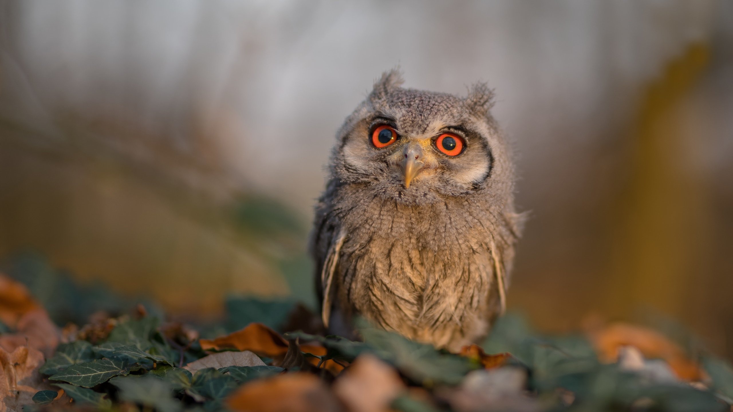 Kaiyun APP-法甲“青年军”崛起，比赛更加精彩纷呈，法甲青训排名