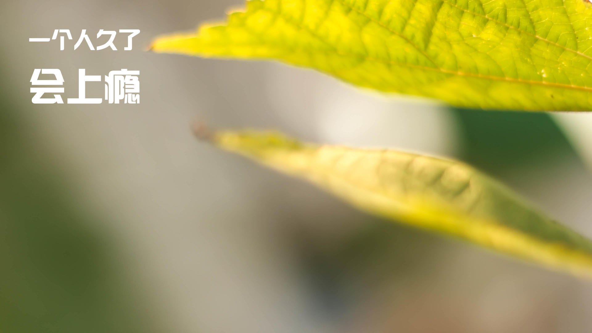 英超豪门再度调整战术体系,迎接新挑战,英超6大豪门