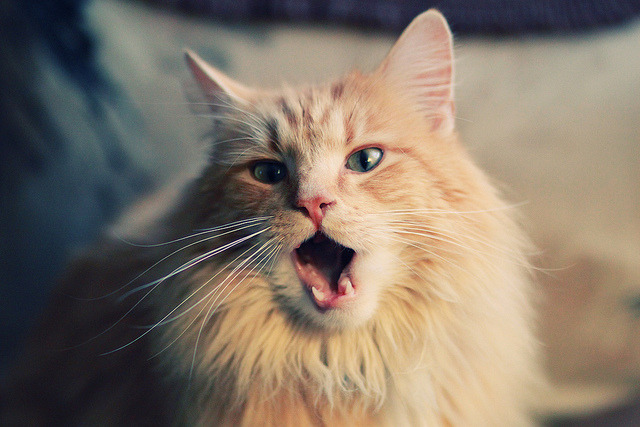 CBA球队阵容深度优化方案,cba篮球队伍