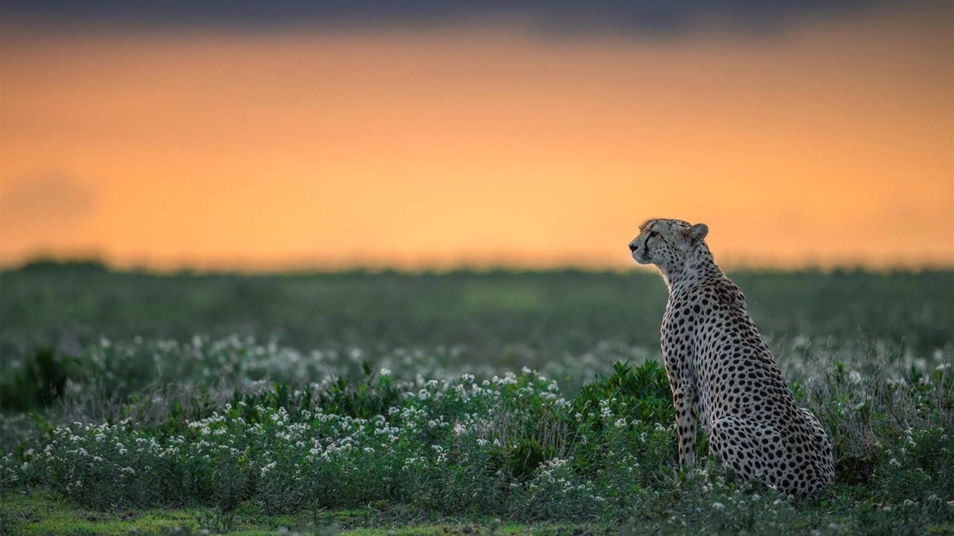 开云官方网站-千叶喷射机关键比赛展现韧性，日本千叶喷气机篮球队