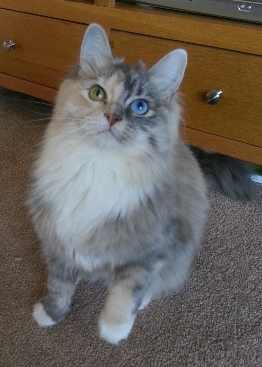 南安普顿中场调度灵活，圣玛丽球场稳健前行，南安普顿市